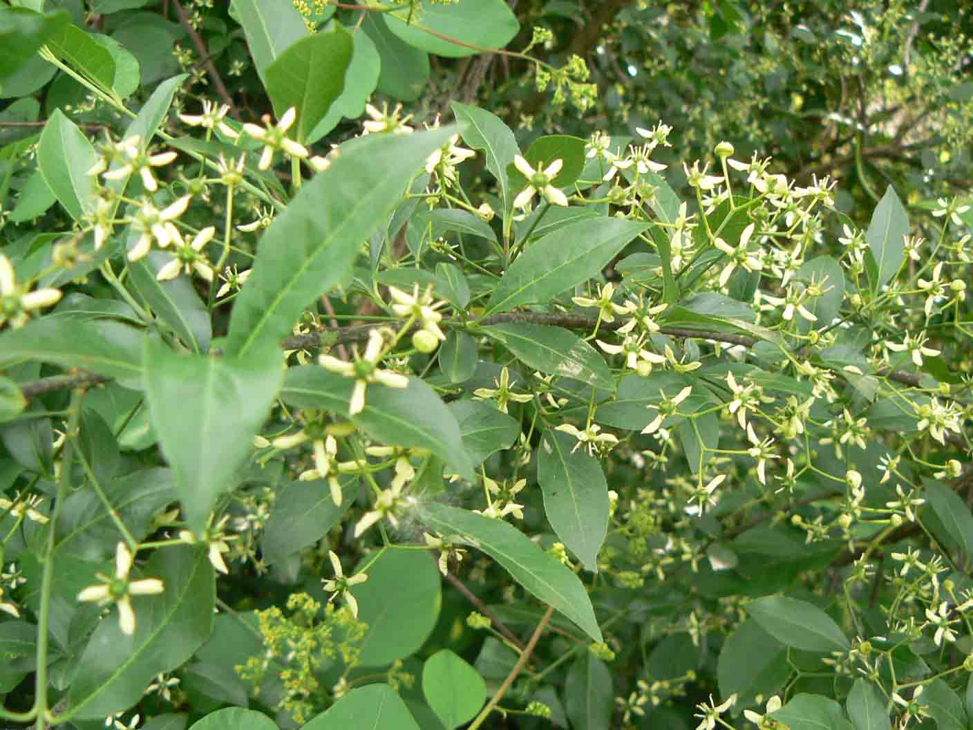 Euonymus europaeus / Fusaria comune, Berretto da prete